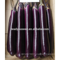 ME10 Huifeng haute résistance à la température des graines d&#39;aubergines hybrides